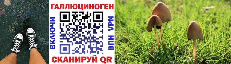 OMG маркетплейс  Новая Ладога  Галлюциногенные грибы Psilocybe 